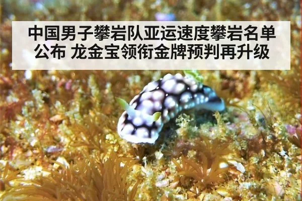 中国男子攀岩队亚运速度攀岩名单公布 龙金宝领衔金牌预判再升级